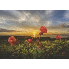 Puzzle Cloudberries 1000 Heye Puzzle Cloudberries 1000 Heye