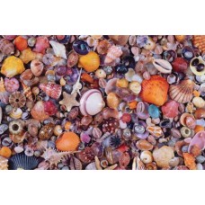 Puzzle Muscheln,1000 Teile Piatnik Puzzle Muscheln,1000 Teile Piatnik